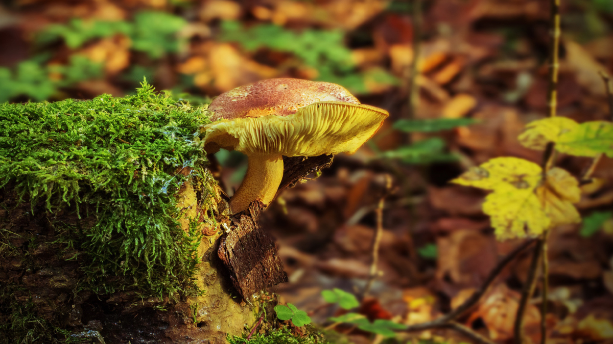 SEVGİ İLE YENİDEN DİRİLMEK